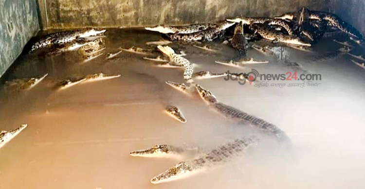 ঘুরে দাঁড়িয়েছে কুমিরের খামার, বছরে ১৫ কোটি আয়ের আশা