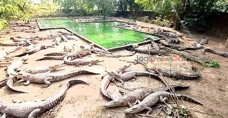 ঘুরে দাঁড়িয়েছে কুমিরের খামার, বছরে ১৫ কোটি আয়ের আশা