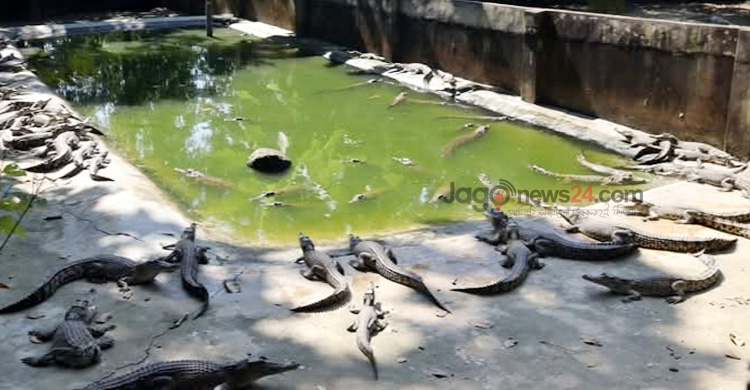 ঘুরে দাঁড়িয়েছে কুমিরের খামার, বছরে ১৫ কোটি আয়ের আশা