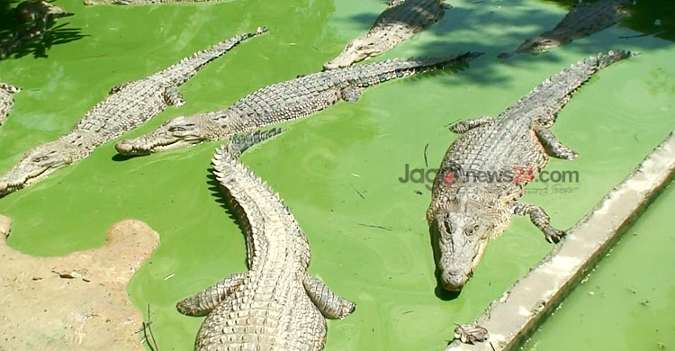 ঘুরে দাঁড়িয়েছে কুমিরের খামার, বছরে ১৫ কোটি আয়ের আশা