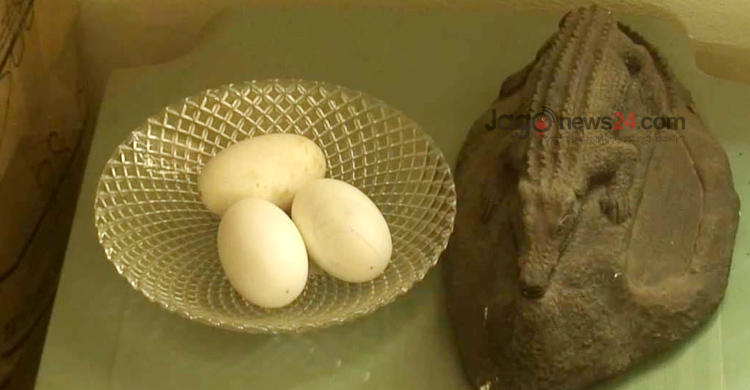 ঘুরে দাঁড়িয়েছে কুমিরের খামার, বছরে ১৫ কোটি আয়ের আশা