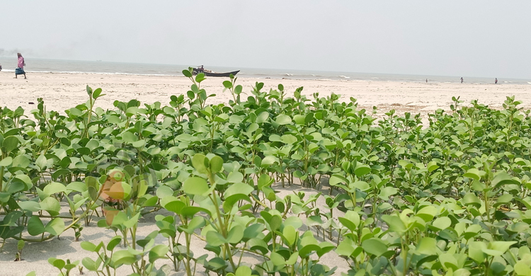 স্বরূপে ফিরেছে কুয়াকাটা