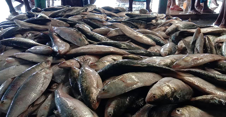 ১৭০ মণ ইলিশ নিয়ে ফিরলেন জেলে, ৫১ লাখে বিক্রি