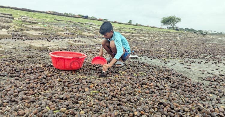 উপকূলীয় মানুষের জ্বালানির জন্য ভরসা সমুদ্রে ভেসে আসা সুন্দরী ফল