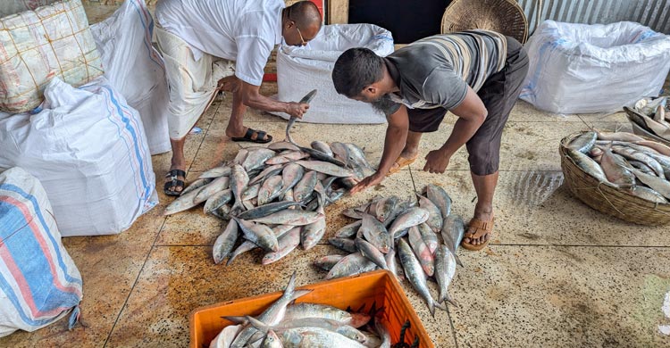 নিষেধাজ্ঞা কাটতেই ইলিশ শিকারে আবহাওয়ার বাগড়া