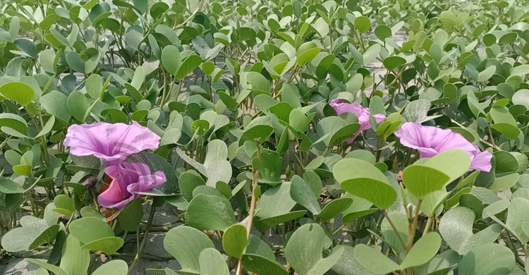 আসল রূপ ফিরে পেয়েছে কুয়াকাটা সৈকত