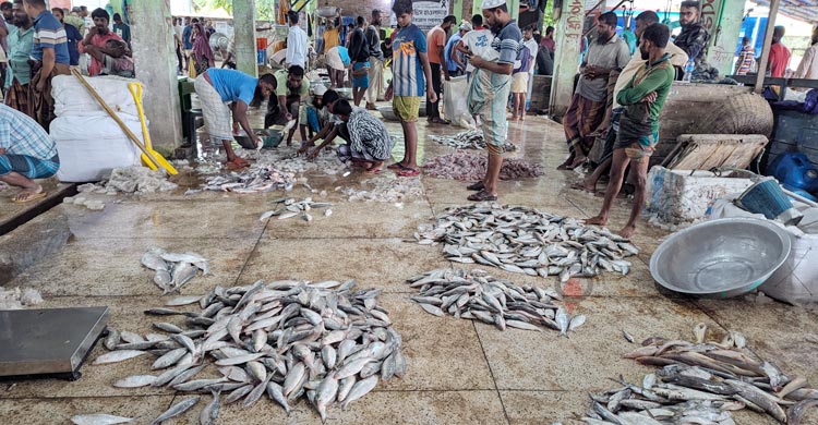 নিষেধাজ্ঞা কাটতেই ইলিশ শিকারে আবহাওয়ার বাগড়া