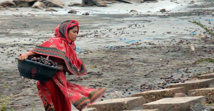 উপকূলীয় মানুষের জ্বালানির জন্য ভরসা সমুদ্রে ভেসে সুন্দরী ফল