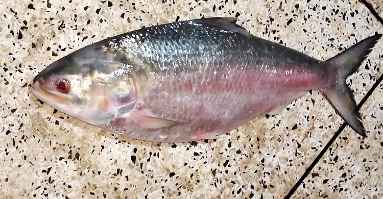 কুয়াকাটায় সাড়ে ৩ কেজির ইলিশ ৮৫০০ টাকায় বিক্রি
