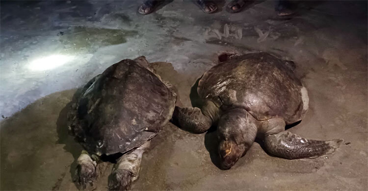 এবার কুয়াকাটা সৈকতে দেখা মিললো মৃত জোড়া কচ্ছপের