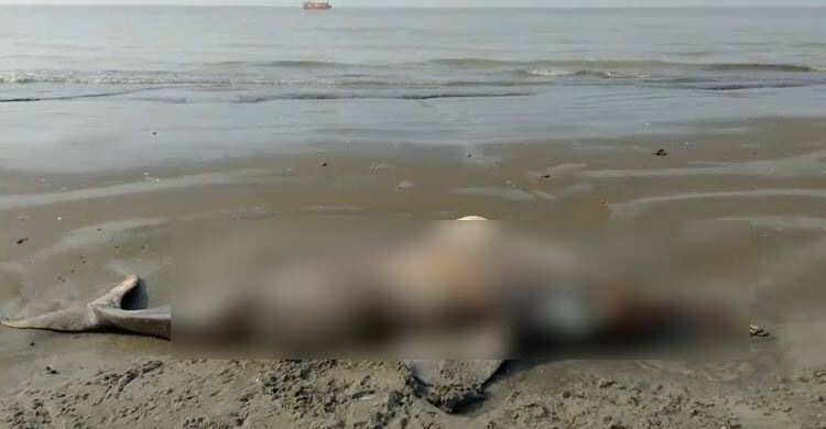 সৈকতে ভেসে এলো দাঁতাল প্রজাতির ইরাবতী ডলফিন