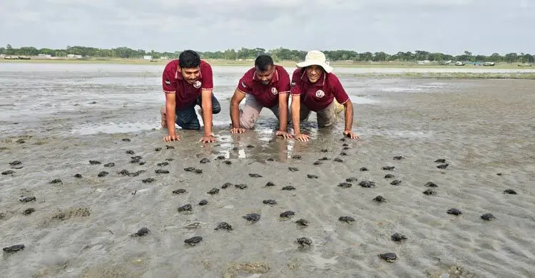 কুয়াকাটা সৈকতে ১৬৩ কচ্ছপের বাচ্চা উদ্ধার