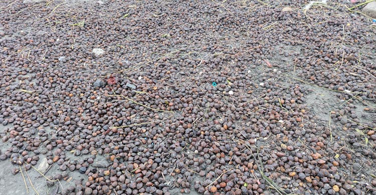 উপকূলীয় মানুষের জ্বালানির জন্য ভরসা সমুদ্রে ভেসে সুন্দরী ফল