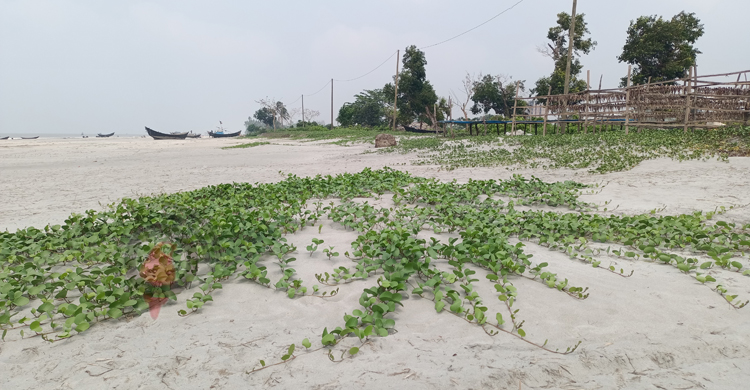 আসল রূপ ফিরে পেয়েছে কুয়াকাটা সৈকত