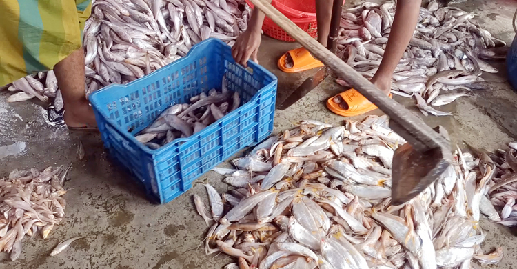 সামুদ্রিক মাছে সয়লাব আড়ত, ইলিশ নেই