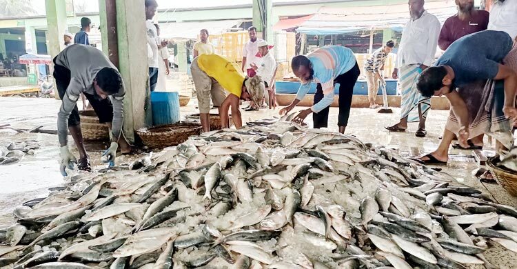 এক জালে উঠে এলো ২২০ মণ ইলিশ