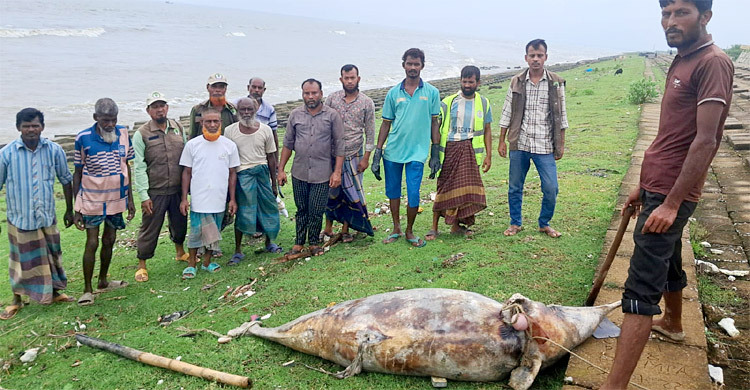 কুয়াকাটায় সৈকতে ভেসে এলো দুই মৃত ডলফিন