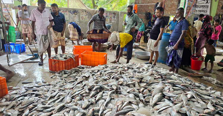 ছোট ইলিশে সয়লাব আড়ত, দেখা নেই বড় মাছের