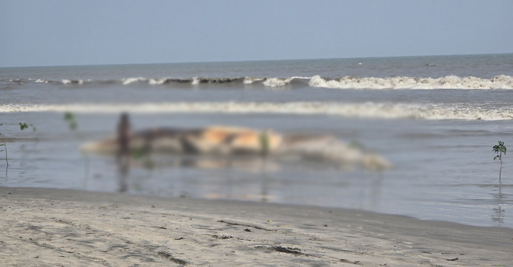 কুয়াকাটা সৈকতে ভেসে এলো ৫৮ ফুটের মৃত তিমি