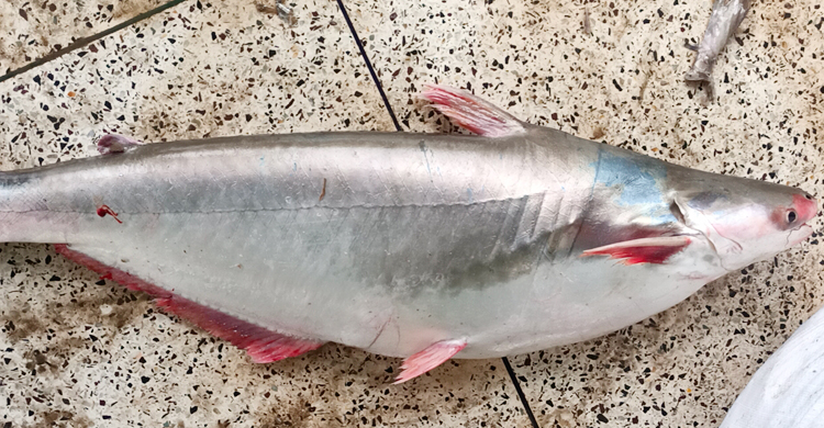 ইলিশের জালে আটকা ১৪ কেজির পাঙাশ, ১২ হাজারে বিক্রি