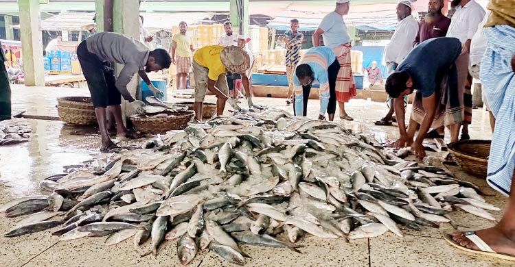 এক জালে উঠে এলো ২২০ মণ ইলিশ