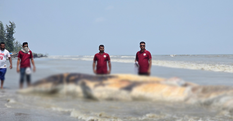 কুয়াকাটা সৈকতে ভেসে এলো ৫৮ ফুটের মৃত তিমি