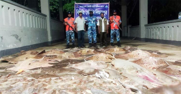 কলাপাড়ায় ২৩ হাজার ৩৪০ কেজি নিষিদ্ধ মাছ জব্দ