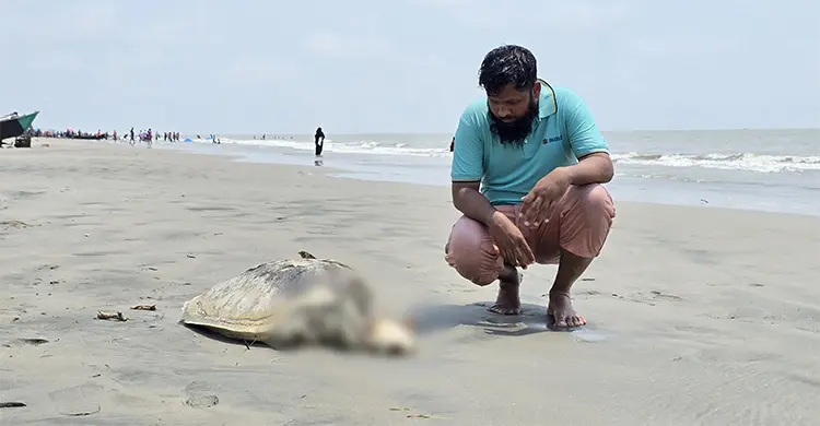ফের কুয়াকাটা সৈকতে ভেসে এলো বিরল প্রজাতির মৃত সামুদ্রিক কচ্ছপ