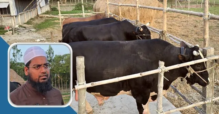 হাট কাঁপাতে প্রস্তুত ‘কুয়াকাটা হুজুরের’ ৫ ষাঁড়
