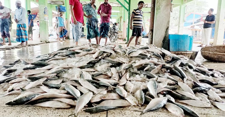 এক জালে উঠে এলো ২২০ মণ ইলিশ