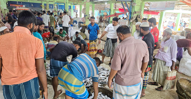 ছোট ইলিশে সয়লাব আড়ত, দেখা নেই বড় মাছের