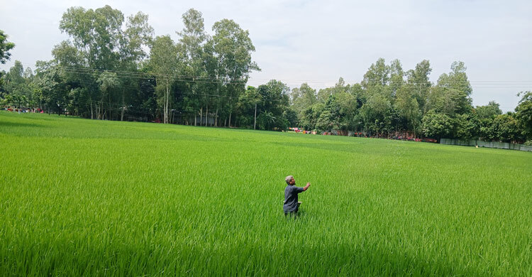 কুড়িগ্রামে সার সংকটে দিশেহারা আমনচাষিরা