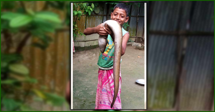 খিরাই নদীতে ধরা পড়লো সাগরের ‘ইলফিশ’