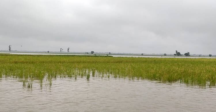 Teesta flowing above danger mark