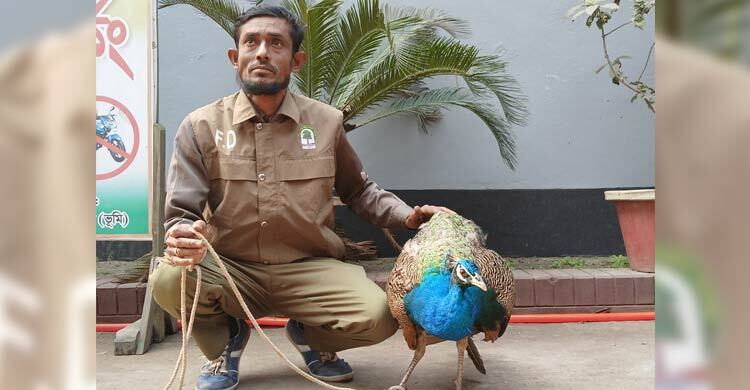 কুড়িগ্রামে আহত অবস্থায় বিপন্ন প্রজাতির ময়ূর উদ্ধার