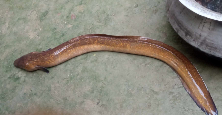 খড়াই নদীতে ধরা পড়লো বিরল প্রজাতির ইলফিস