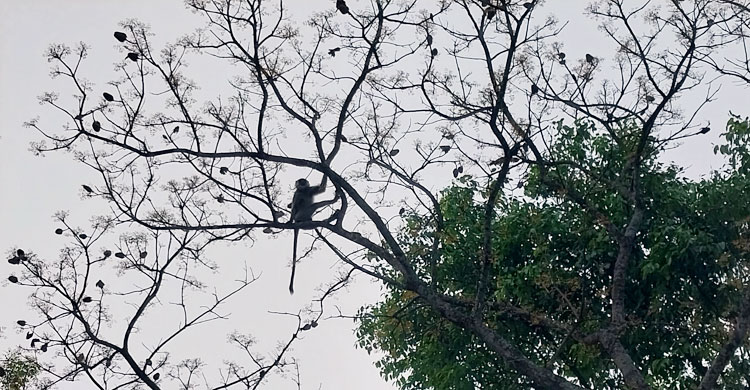 ফুলবাড়ীতে খাবারের খোঁজে লোকালয়ে হনুমান