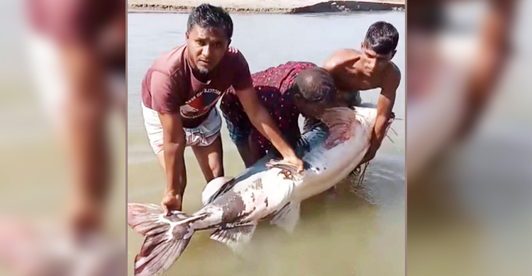 ৮৫ কেজির বাঘাইড় এক লাখ ১০ হাজারে বিক্রি
