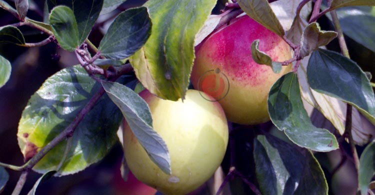 সাতক্ষীরায় &lsquo;বরই&rsquo; বিপ্লব, ১৬০ কোটি টাকার বাণিজ্যের আশা