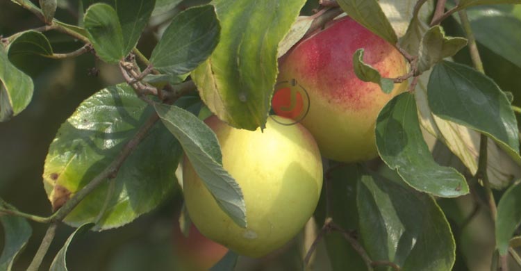 সাতক্ষীরায় &lsquo;বরই&rsquo; বিপ্লব, ১৬০ কোটি টাকার বাণিজ্যের আশা