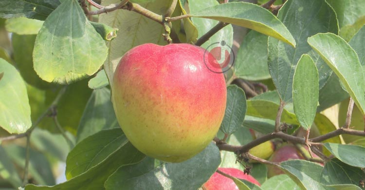 সাতক্ষীরায় &lsquo;বরই&rsquo; বিপ্লব, ১৬০ কোটি টাকার বাণিজ্যের আশা