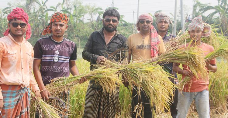 কৃষকের ৩ বিঘা জমির ধান কেটে মাড়াই করে দিলো যুবলীগ