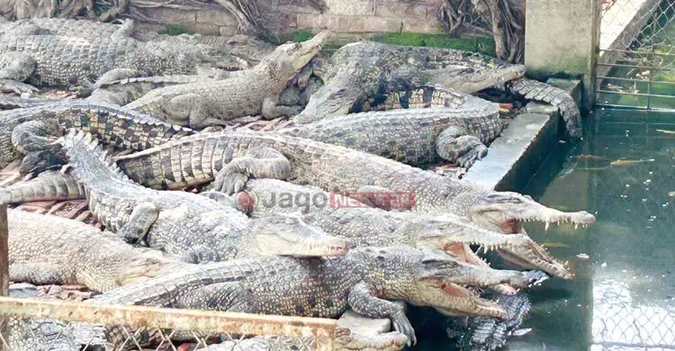 কক্সবাজারে কুমির ঘিরে সম্ভাবনা, রপ্তানির জন্য অপেক্ষা