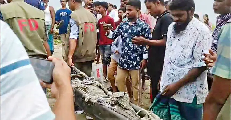 পদ্মায় বড়শিতে ধরা সেই কুমির ১০ ঘণ্টা পর উদ্ধার