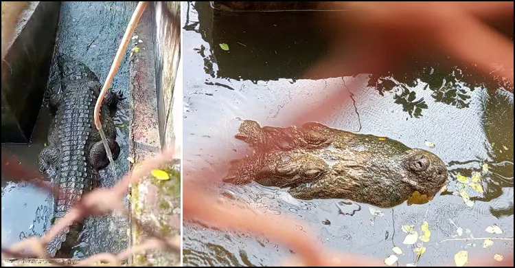 ১৯ দিন ধরে কিছুই খায়নি খানজাহান আলী দিঘির সেই কুমিরটি