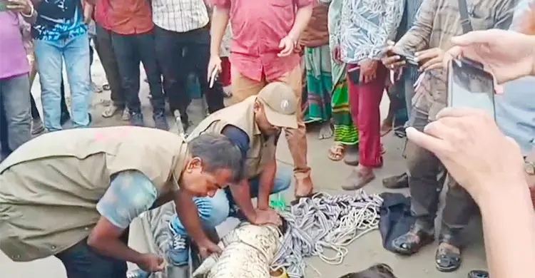 পদ্মায় বড়শিতে ধরা সেই কুমির ১০ ঘণ্টা পর উদ্ধার