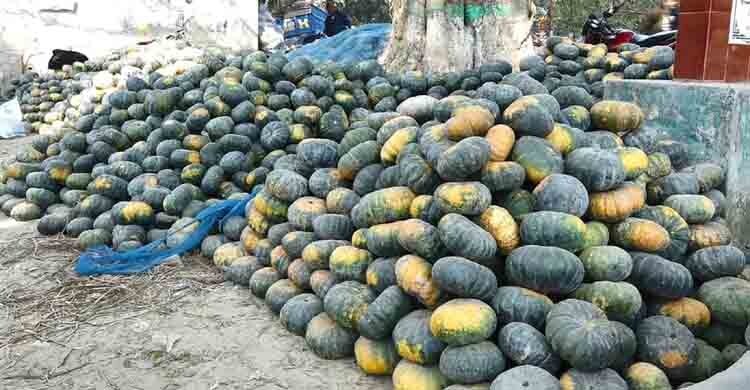 রপ্তানি জটিলতায় বিপাকে ভোলাহাটের মিষ্টি কুমড়া চাষিরা