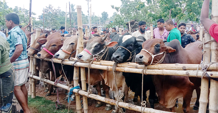 কোরবানির সাড়ে ৯৪ লাখ পশু বিক্রি হয়েছে ৬০ হাজার কোটি টাকার বেশি