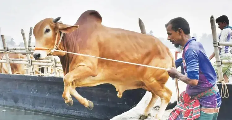 পশুর হাটে জাল নোট শনাক্তে বুথ বসাতে ব্যাংকগুলোকে নির্দেশ