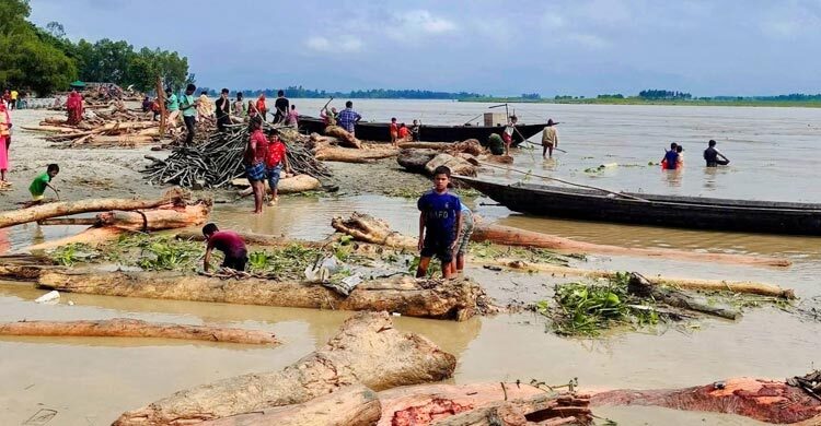 ‘লাল চন্দন’ ভেবে ভারত থেকে ভেসে আসা গাছের গুঁড়ি বিক্রির ধুম